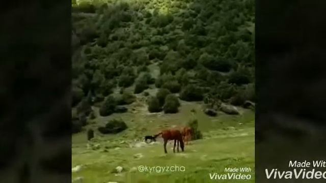 #Жайлоодо.Жыргалбек Жангозуев