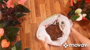 Мощная Подкормка для Антуриума после Пересадки или Де