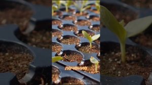 Марганцовка В Огороде – 7 Мощных Способов Применения!