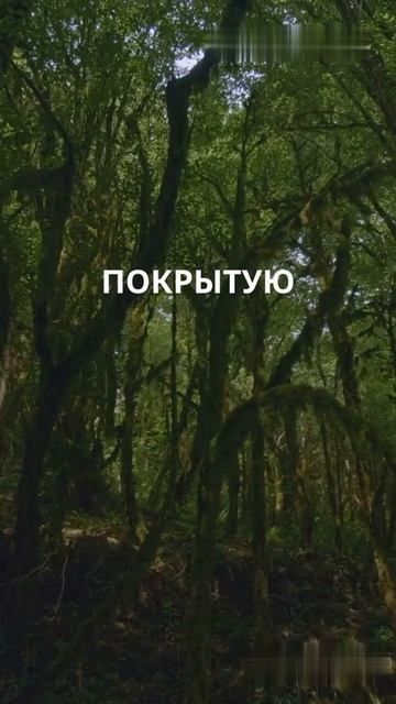 Что такое газон? История слова за 60 секунд | #слова #раз?