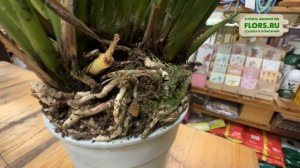 Цимбидиум - редкая орхидея для вашего дома. Уход, полив