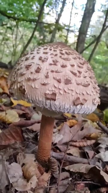 Дом-веселье