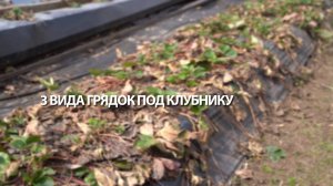 3 вида грядок под клубнику