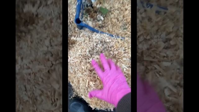 Как зимует лаванда и розы в Сибири без укрытия!  За?