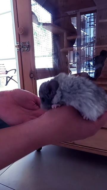 Малыш шиншил #animal #шиншила #music