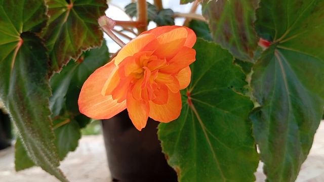 Бегония Шансон Оранжево-Желтая(Begonia Shanson Orange - Yellow)
