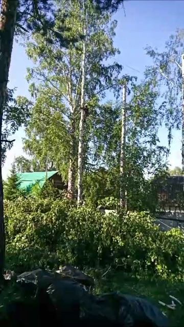 Красноярск, спил деревьев. смотреть онлайн