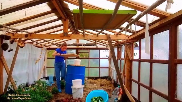 УБОРКА УРОЖАЯ ОВОЩЕЙ.СТРОИТЕЛЬСТВО КУРЯТНИКА.ДОМАШНИ смотреть онлайн
