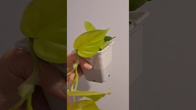 Потерянный рай