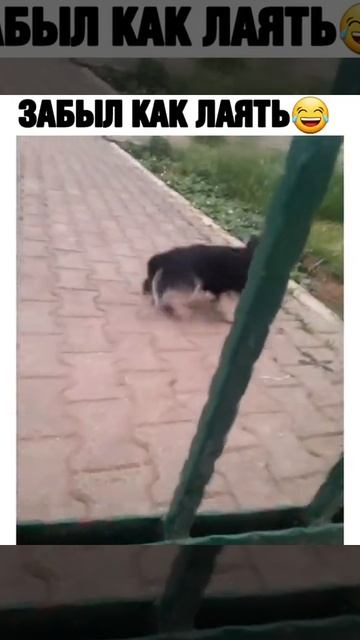 забыл как лаять🤣 смотреть онлайн