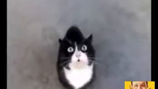 Прикол с котом, где мой детонатор! смотреть онлайн