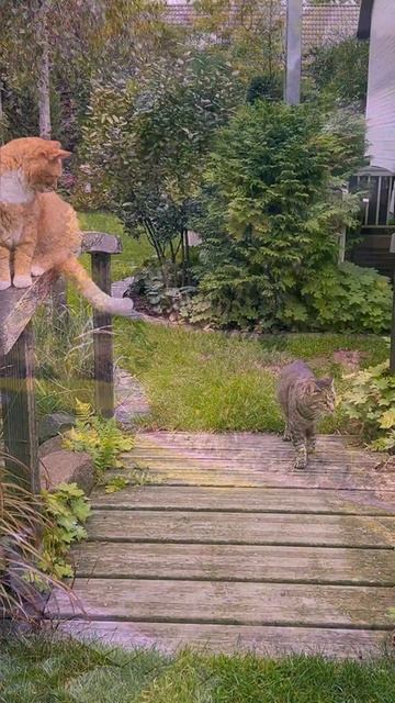 Частный сад в Германии в октябре #shortvideo смотреть онлайн