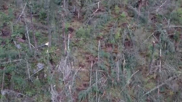 Последствия мощного урагана в Турочакском районе Республики Алтай смотреть онлайн