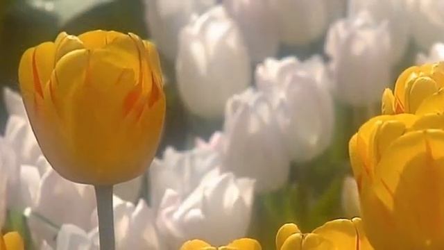 Мой Моня жгучий мачо в красных шортах