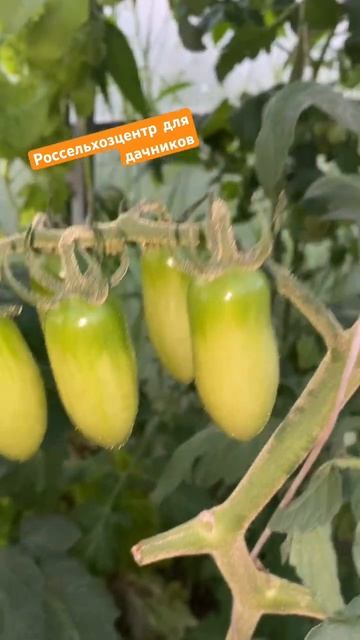 Такой гибрид высаживать больше не буду. смотреть онлайн