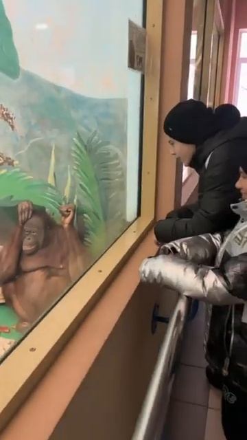 Орангутанг. Новосибирск. Зоопарк