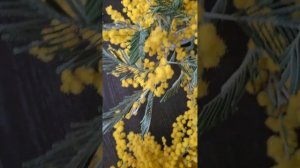 Как продлить жизнь мимозы. Стабилизируем мимозу. #мимо