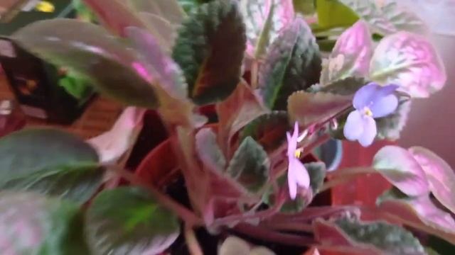 Обзор комнатных растений. Середина июля. 15.07.2023. смотреть онлайн