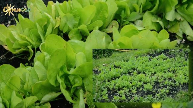 Зелень з грядки до столу - цілу зиму! Купити недорого н? смотреть онлайн