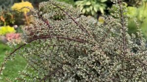 О саде Оксаны Айслер 🏡👍 🥰Новые растения для моего с