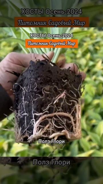 ХОСТЫ! ХОСТЫ! Саженцы ЗКС из питомника Садовый Мир! Рас смотреть онлайн