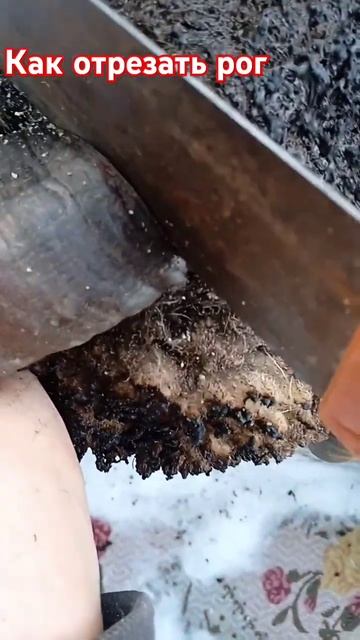 Как отрезать бараний рог ножовкой смотреть онлайн
