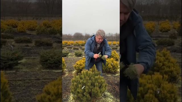 На маточнике режем привой сосны горной "Мопс". смотреть онлайн