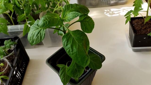 33 СУТКИ после первых всходов томатов 🍅 . смотреть онлайн