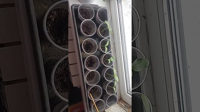 огурцы на подоконнике 10 день. смотреть онлайн