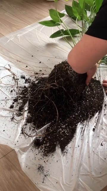 Продолжение последовало👯♀️ #филодендрон #plants #рас? смотреть онлайн