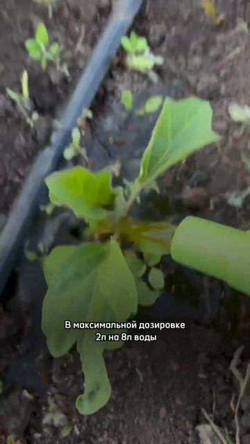 Подкормки в открытом грунте #дачныесоветы #огород #дач смотреть онлайн