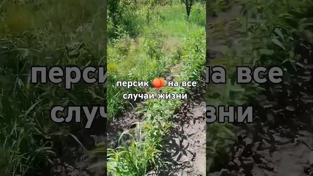персик Хасанский клон Железова смотреть онлайн