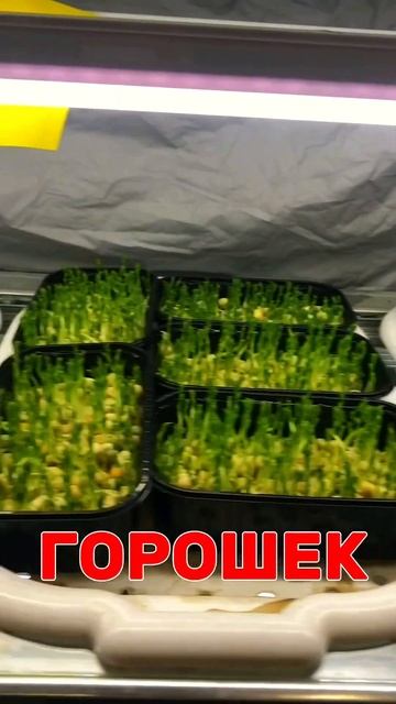 Моя миниферма в офисе! #городскойфермер #микрозелень #? смотреть онлайн