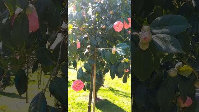 Камелия! О чем Вы точно не знали... смотреть онлайн