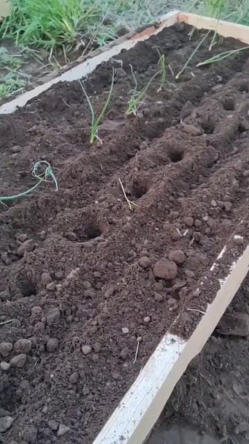 больше не буду покупать лук севок #лукэксибишн #лук #ог смотреть онлайн