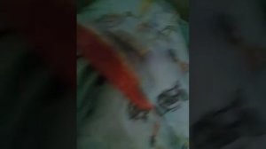 Спящая сестра.