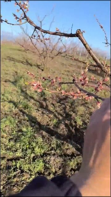 Обработка цветущего абрикоса смотреть онлайн