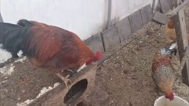 Пенсионерка в Казахстане. Мой курятник. Моя кухня. Пос? смотреть онлайн