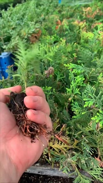 Туя Брабант касета 160 комірокЦіна в коментарі 👇👇👇В? смотреть онлайн