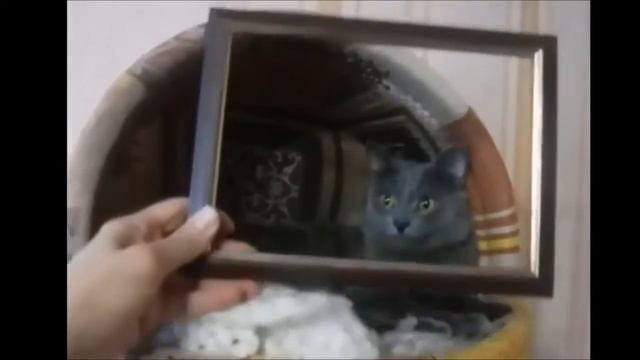 Пародия на Имя 505 NINA Russian girl - ПРИКОЛЫ, ЮМОР смотреть онлайн