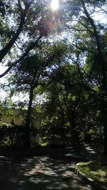 #ХГПУ #Деревья 🌳🌱 #ПИТОГУ #Хабаровск #ДальнийВосток в смотреть онлайн