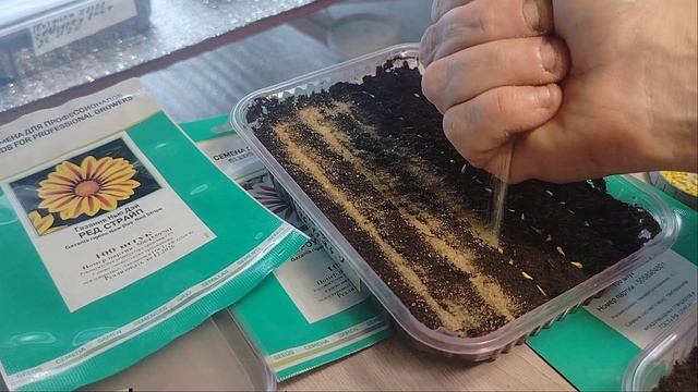 ГАЗАНИЯ! ЭТОТ СПОСОБ ПОСЕВА ВАС ПОРАДУЕТ!!! смотреть онлайн