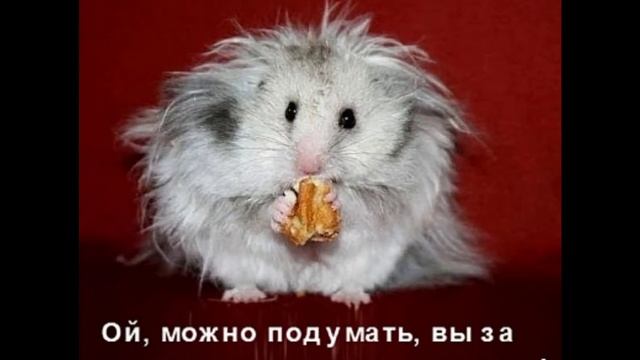 Приколы с хомячками. Часть шестая. смотреть онлайн