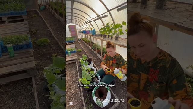 Цимус для рассады арт вб 211475313 Аминоцимус 4 силы арт вб