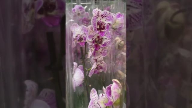 ПостНовогодняя распродажа орхидей. Часть 1. Авиапарк. ? смотреть онлайн