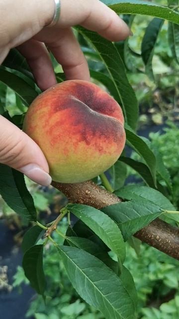 Персик ПОСОЛ МИРА конец июля смотреть онлайн