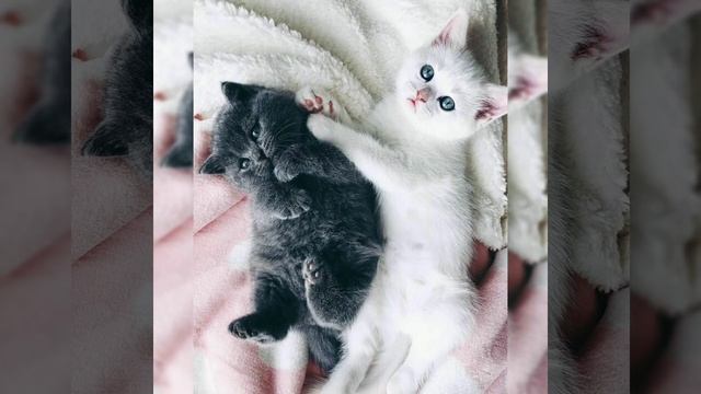 Картинки животных для детей под музыку, котят котята, ? смотреть онлайн