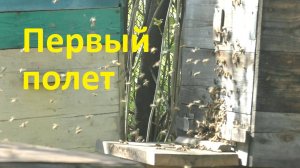 Облет молодых пчел в начале мая