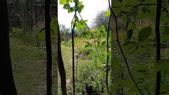 Счастье! #жизньвдеревне #деревня #дача #беседка #природ