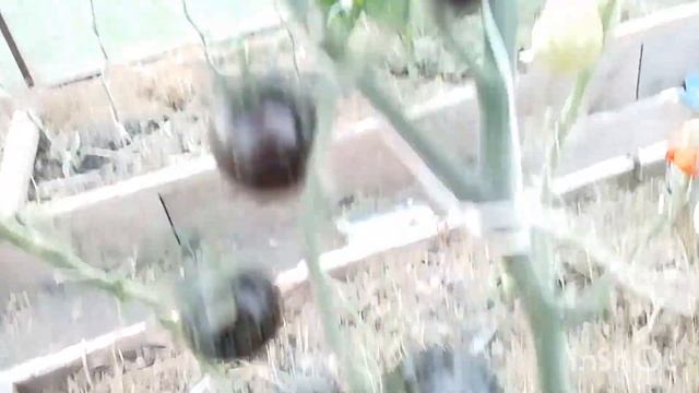 29.08.2024г. Утро. Моя теплица. смотреть онлайн